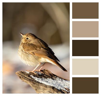 Eye Standing Bird Wood Thrush Nature Winter Hermit Thrush Snow Feather Image